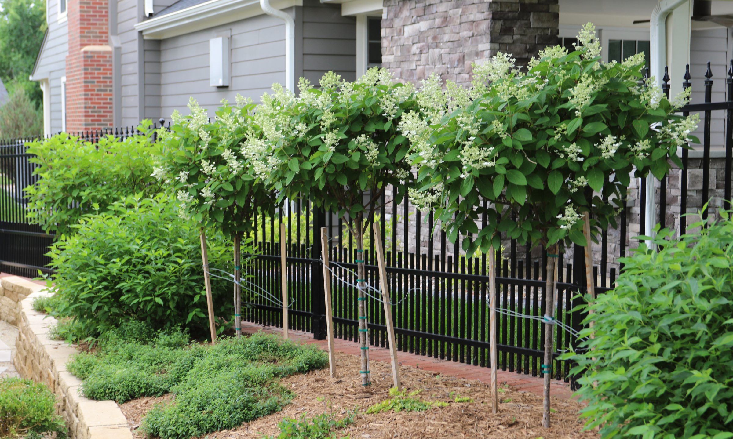 A small trees in the garden
