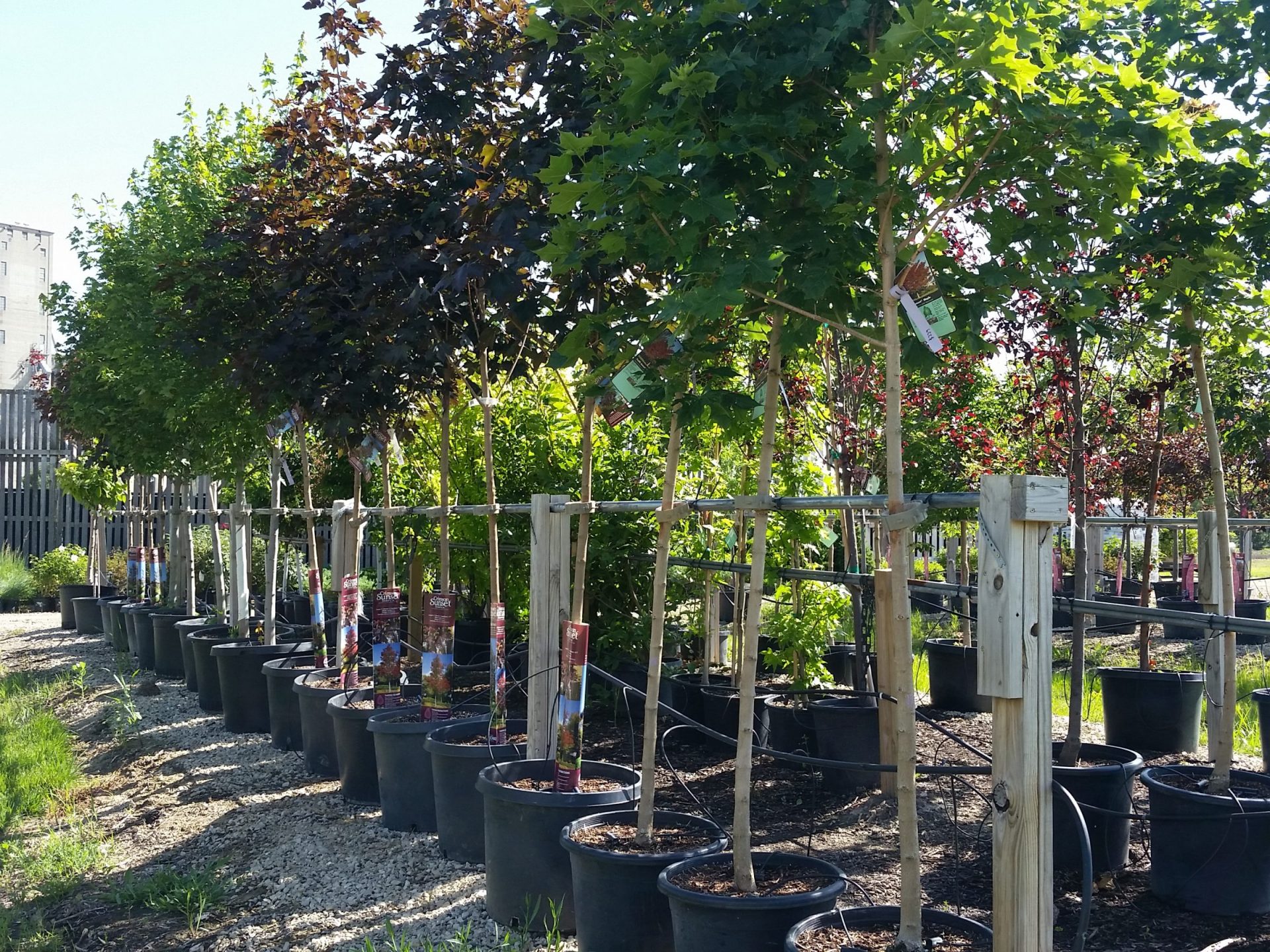 Different species of Trees in the nursery 