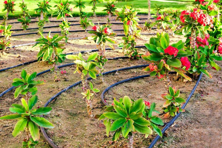 Curved drip irrigation lines laid around small flowering shrubs in a garden bed.