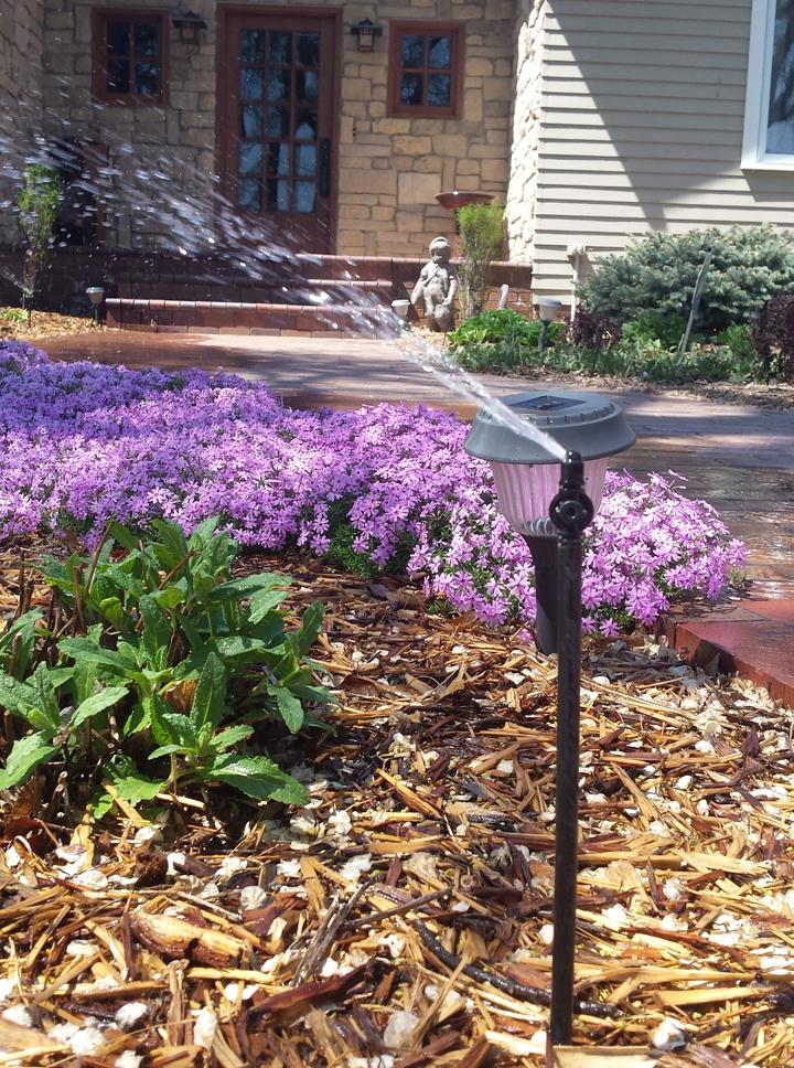 Garden bed with purple groundcover and sprinkler watering plants.