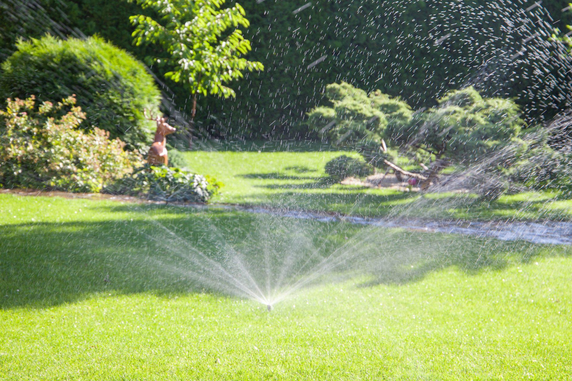 Wide spray from a lawn sprinkler in a landscaped backyard with shrubs and a deer statue in the distance.